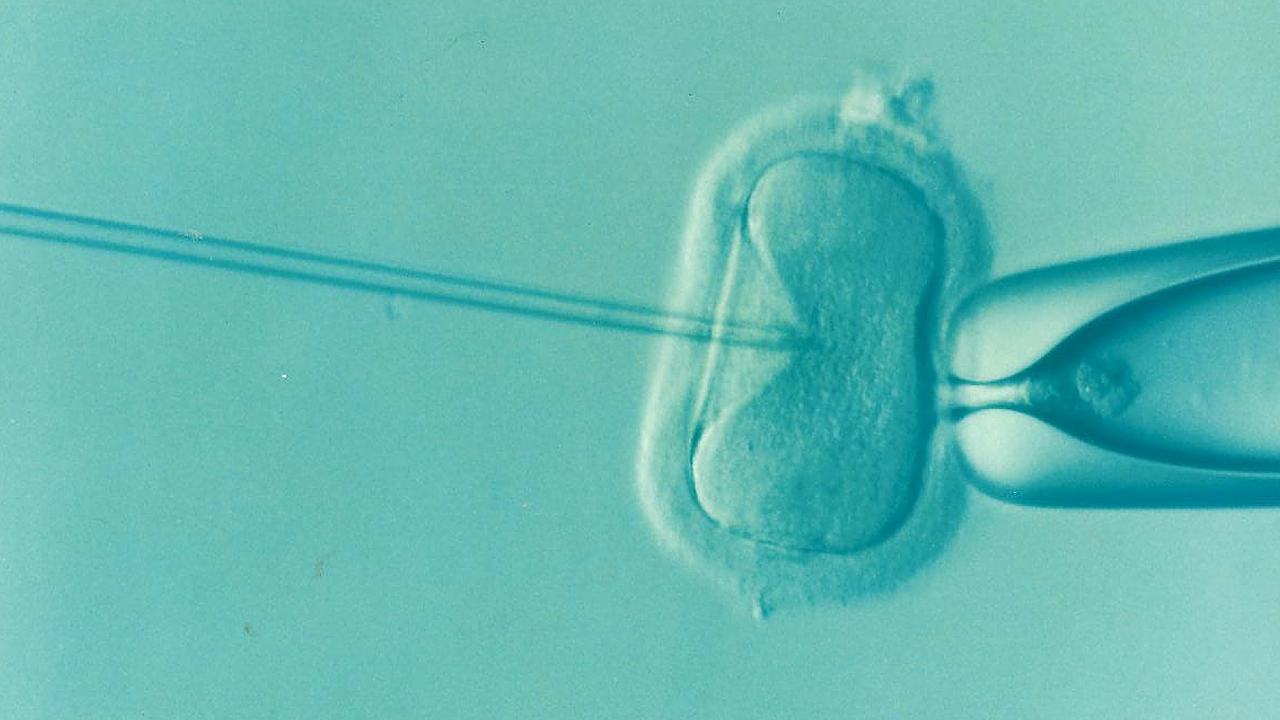Image of an egg being injected with a sperm using a minute needle