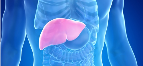 In illustration of a semi-transparent body in blue, organs shown also in blue, with the liver highlighted in pink.