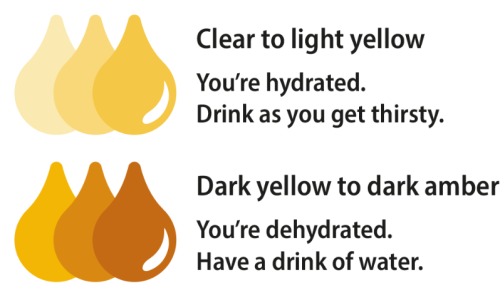 A diagram showing the colour that pee will be if you’re hydrated versus dehyrated. Urine is clear to light yellow if you’re hydrated — drink as you get thirsty. Urine is dark yellow to amber if you’re dehydrated — have a drink of water.